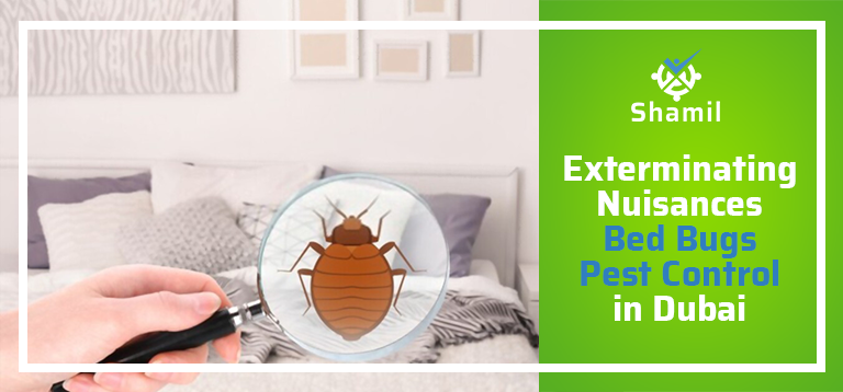 Exterminating Nuisances – Bed Bugs Pest Control in Dubai