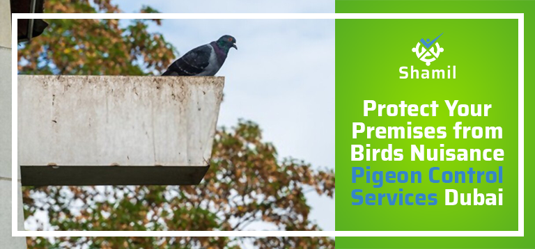 Protect Your Premises from Birds Nuisance – Pigeon Control Services Dubai