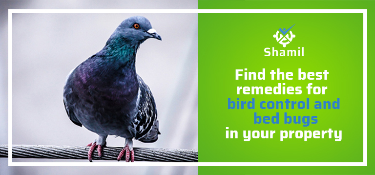 Find The Best Remedies For Bird Control And Bed Bugs in Your Property
