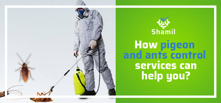 How Pigeon And Ants Control Services Can Help You?