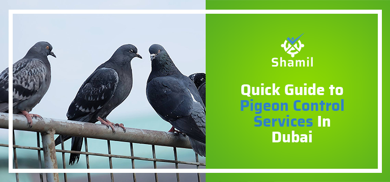 Pigeon Control Services in Dubai