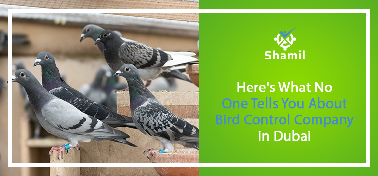 Here’s What No One Tells You About Bird Control Company in Dubai