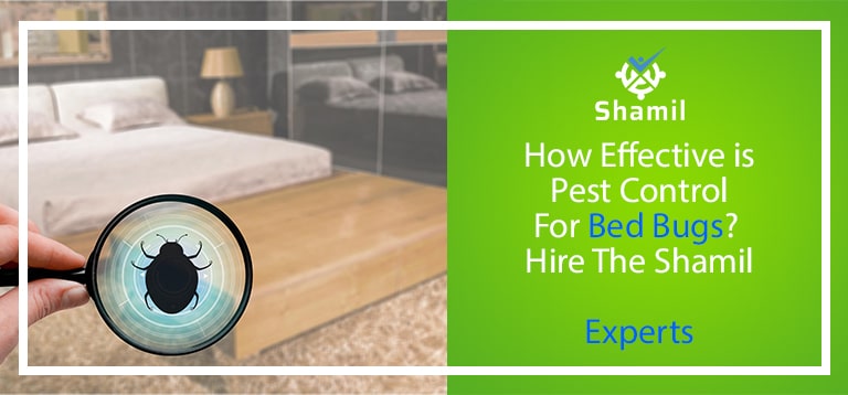 <strong>How Effective is Pest Control for Bed Bugs? Hire The Shamil Experts</strong>