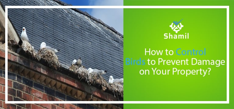 How to Control Birds to Prevent Damage on Your Property?