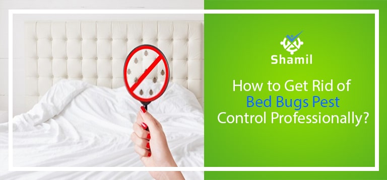 How to Get Rid of Bed Bugs Pest Control Professionally?