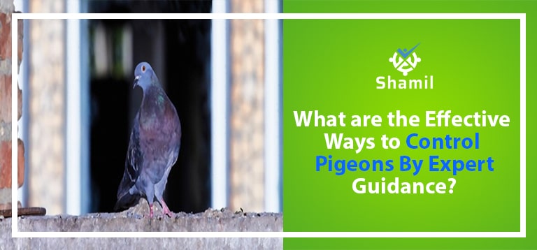 What are the Effective Ways to Control Pigeons By Expert Guidance?