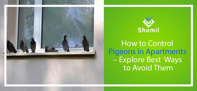 How to Control Pigeons in Apartments – Explore Best Ways to Avoid Them