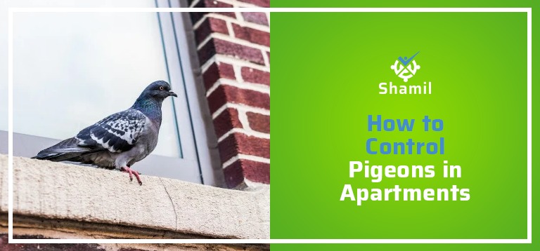 How to Control Pigeons in Apartments