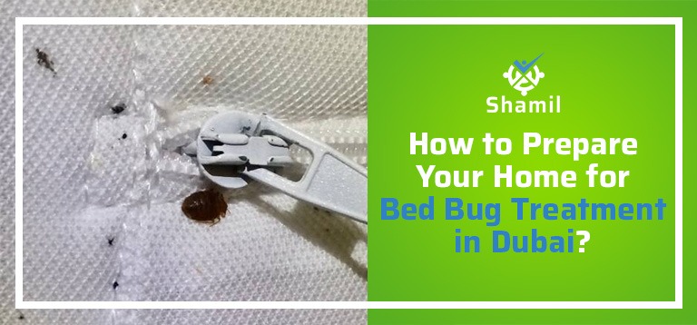 How to Prepare Your Home for Bed Bug Treatment in Dubai?