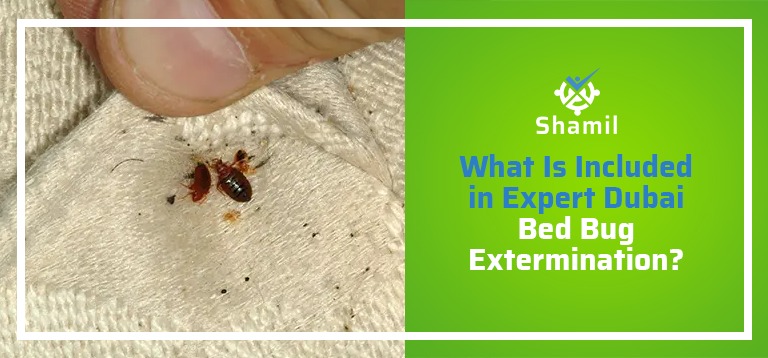 What Is Included in Expert Dubai Bed Bug Extermination?