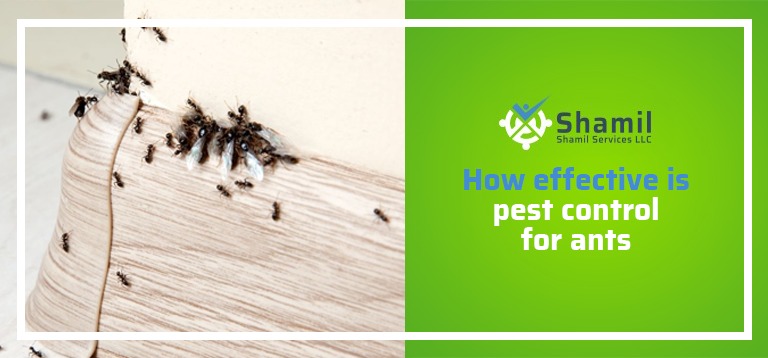 How Effective Is Pest Control for Ants in the UAE?