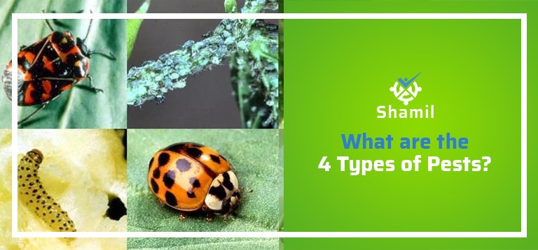 What Are the 4 Types of Pests?