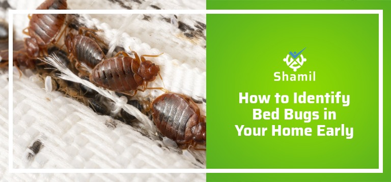 How to Identify Bed Bugs in Your Home Early 