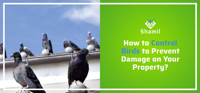How to Control Birds