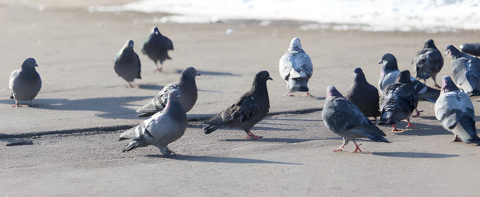 bird-control-dubai