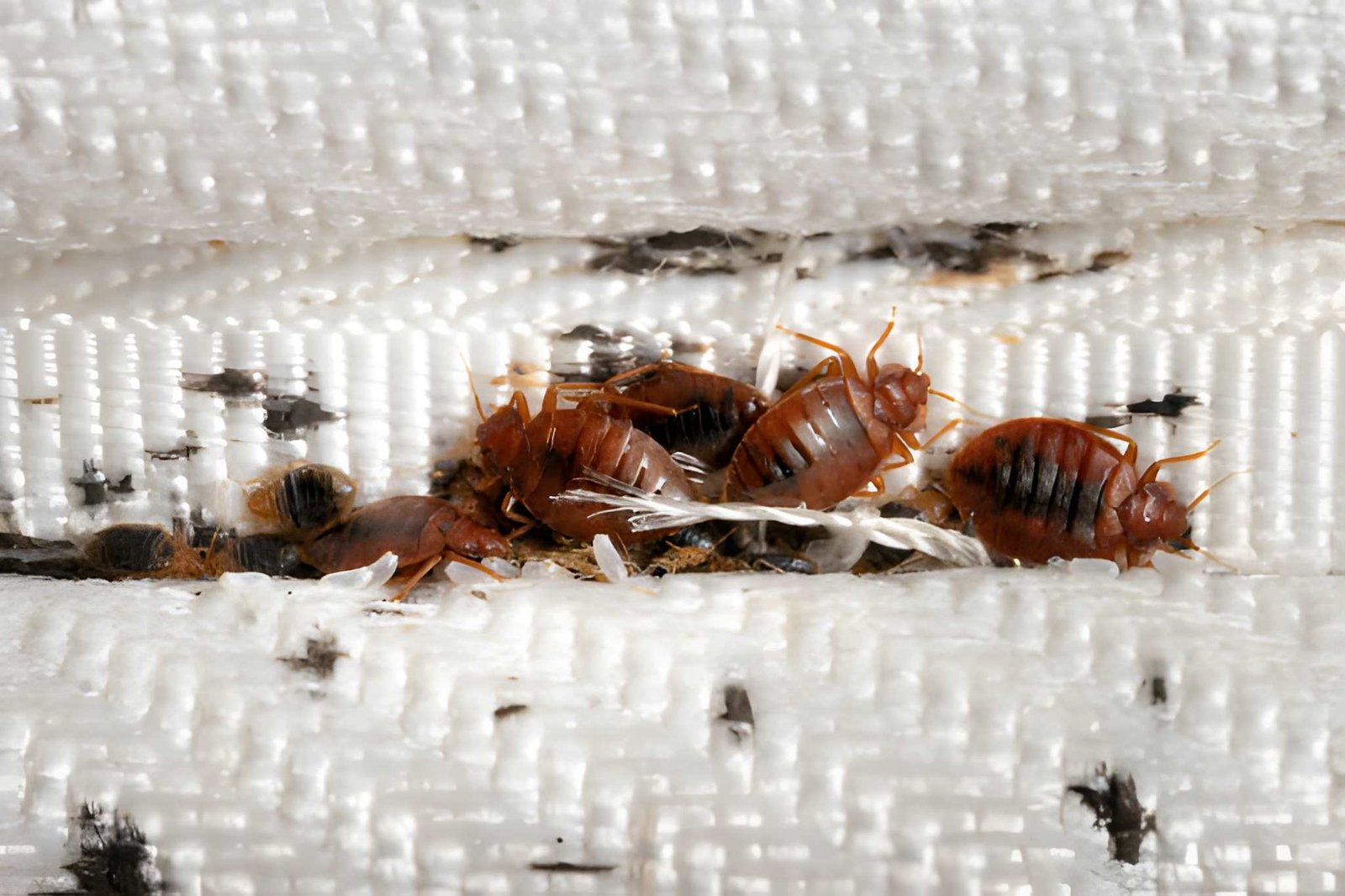 bed-bugs-pest-control