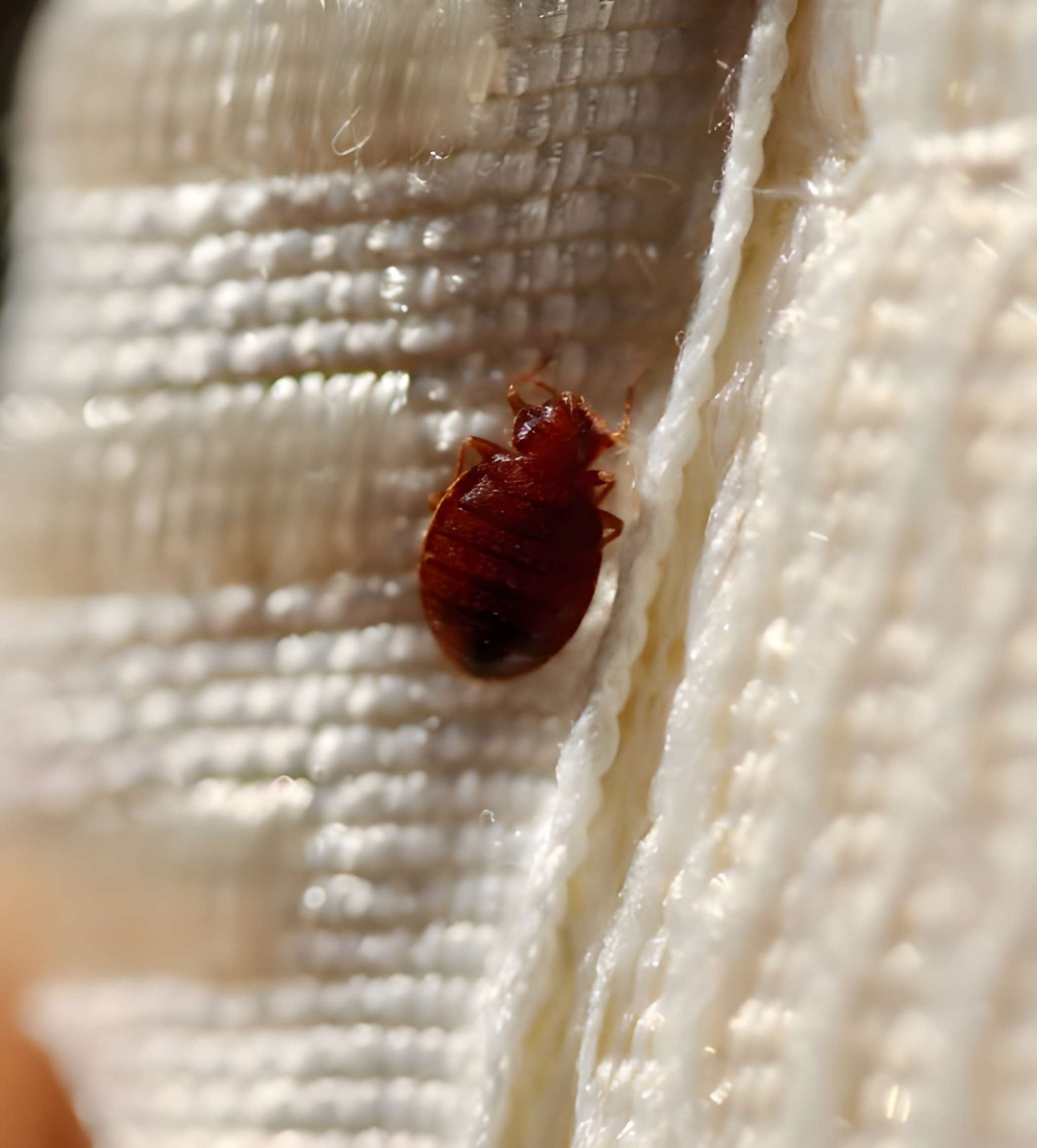 bed-bugs-pest control-dubai