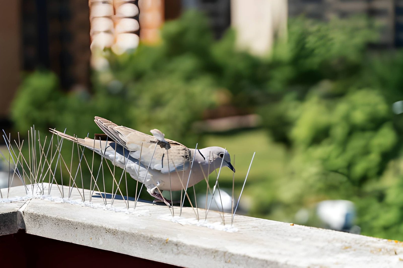 bird-control-dubai