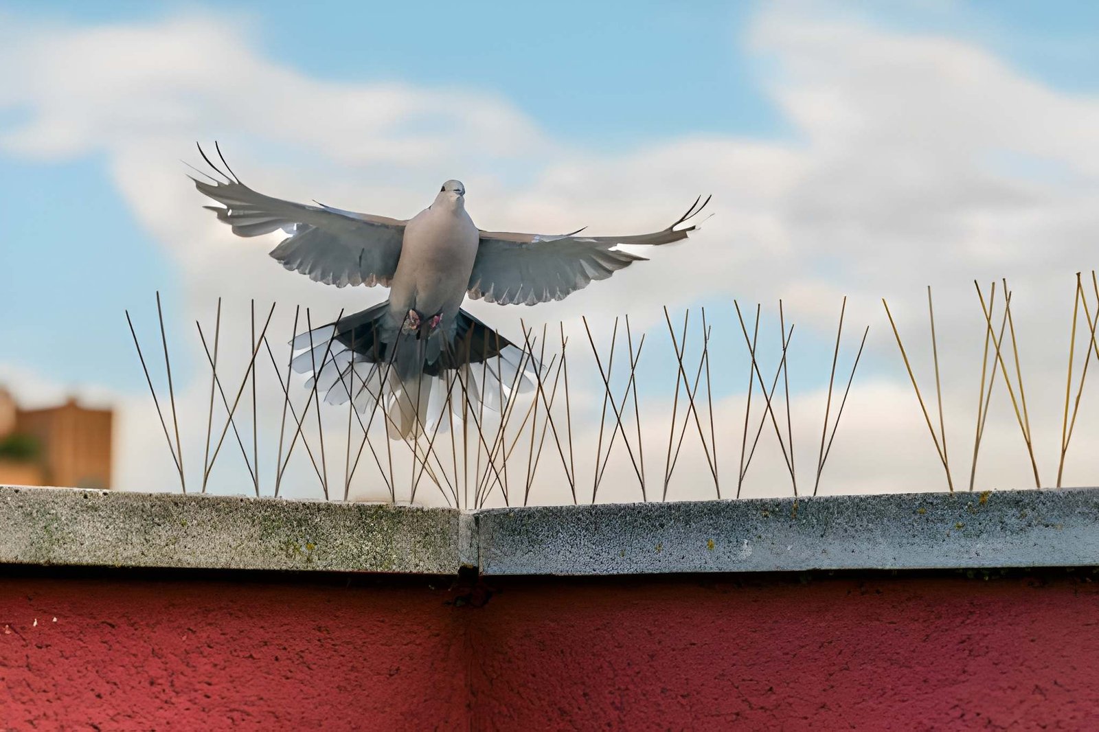 bird-control-service