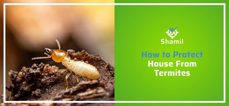 How to Protect Your House From Termites